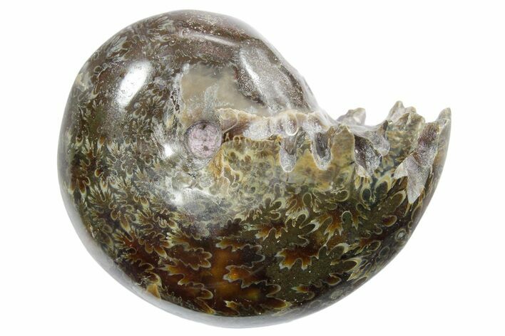 Polished Ammonite (Phylloceras) Fossil - Madagascar #349801